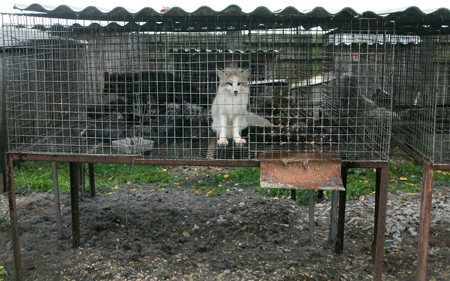 These Starving Animals Were Left To Die On A Fur Farm, Thankfully These Rescuers Saved Them