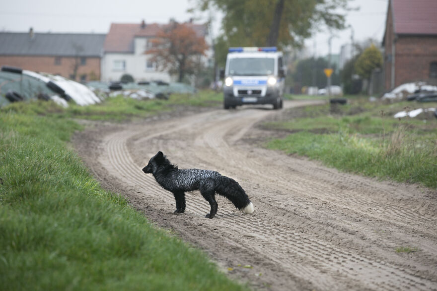 These Starving Animals Were Left To Die On A Fur Farm, Thankfully These Rescuers Saved Them