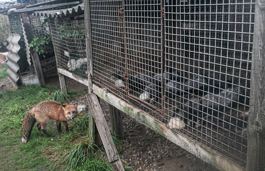 These Starving Animals Were Left To Die On A Fur Farm, Thankfully These Rescuers Saved Them