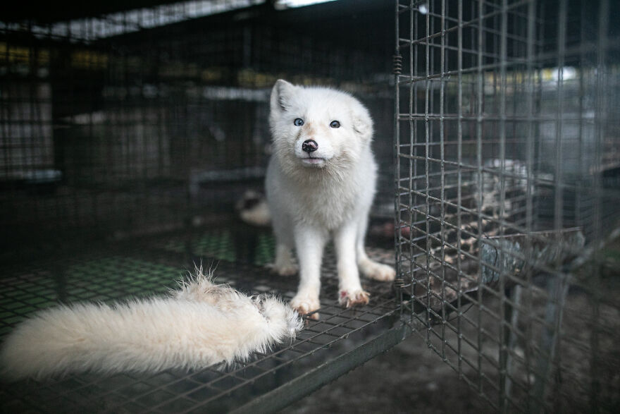 These Starving Animals Were Left To Die On A Fur Farm, Thankfully These Rescuers Saved Them