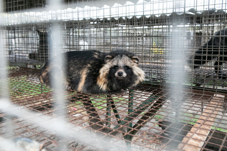 These Starving Animals Were Left To Die On A Fur Farm, Thankfully These Rescuers Saved Them
