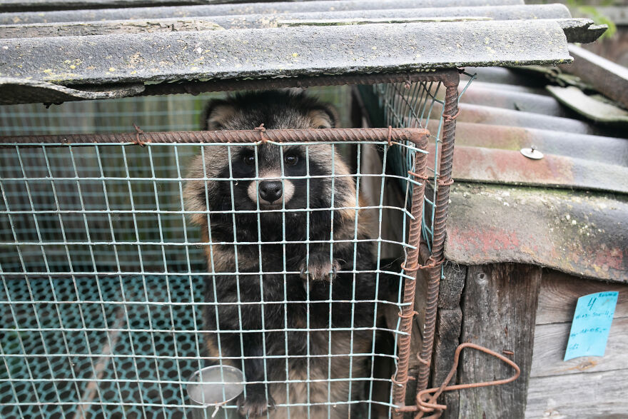 These Starving Animals Were Left To Die On A Fur Farm, Thankfully These Rescuers Saved Them