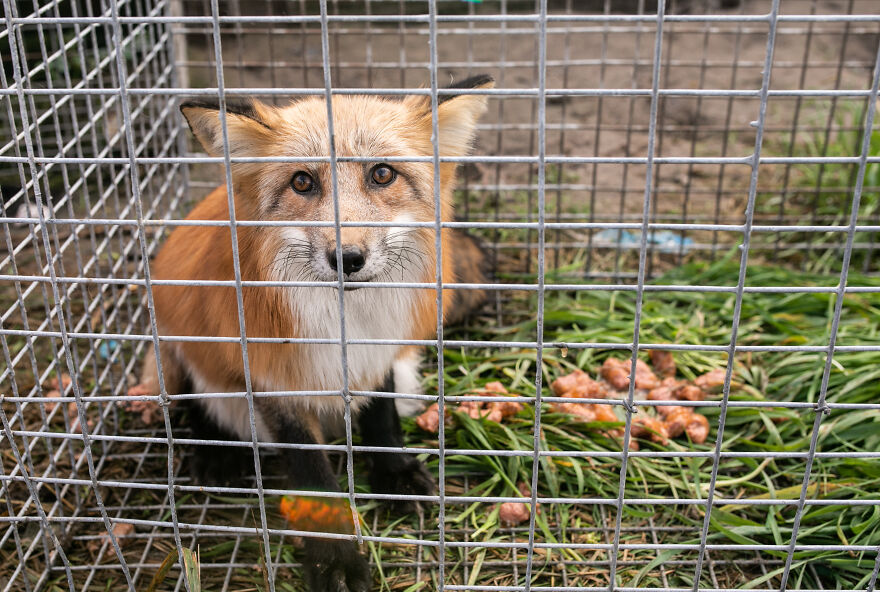 These Starving Animals Were Left To Die On A Fur Farm, Thankfully These Rescuers Saved Them These Starving Animals Were Left To Die On A Fur Farm, Thankfully These Rescuers Saved Them