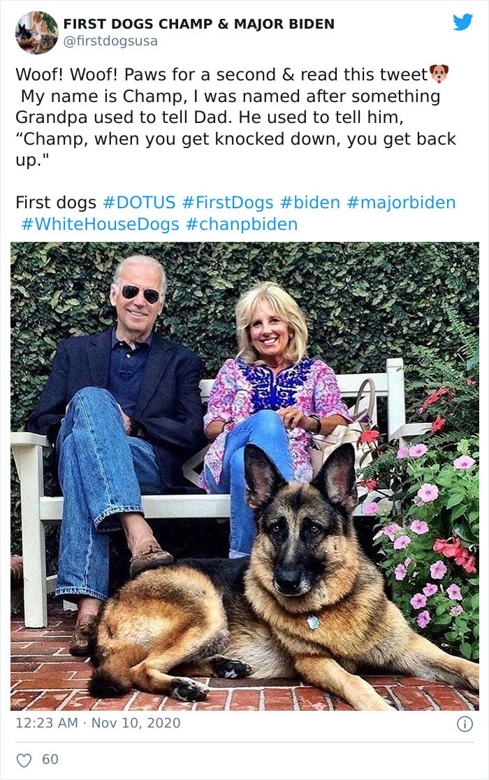 Joe Biden’s Dogs Have Twitter And Instagram Accounts And The Content Is Wholesome Joe Biden’s Dogs Have Twitter And Instagram Accounts And The Content Is Wholesome