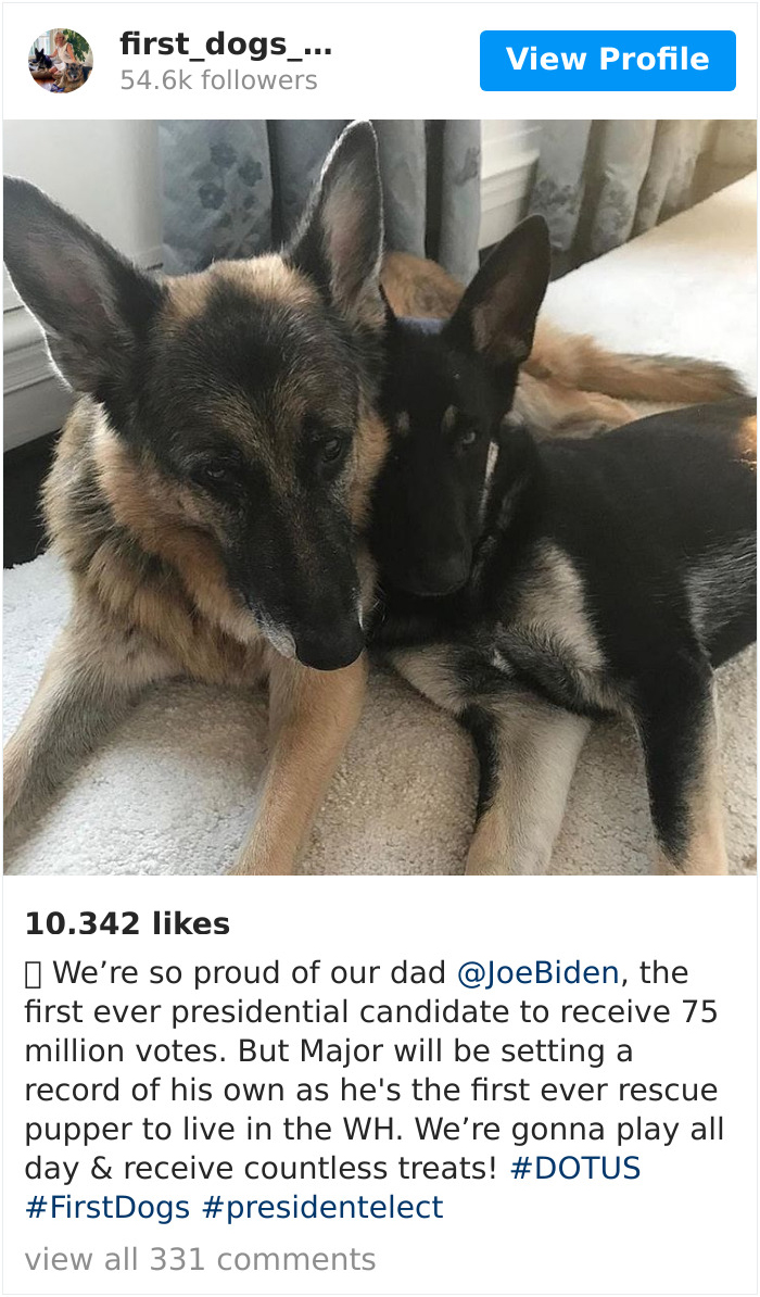 Joe Biden’s Dogs Have Twitter And Instagram Accounts And The Content Is Wholesome Joe Biden’s Dogs Have Twitter And Instagram Accounts And The Content Is Wholesome