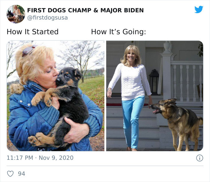 Joe Biden’s Dogs Have Twitter And Instagram Accounts And The Content Is Wholesome Joe Biden’s Dogs Have Twitter And Instagram Accounts And The Content Is Wholesome