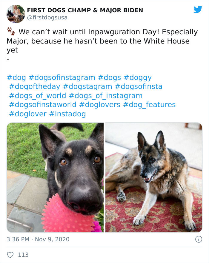 Joe Biden’s Dogs Have Twitter And Instagram Accounts And The Content Is Wholesome Joe Biden’s Dogs Have Twitter And Instagram Accounts And The Content Is Wholesome