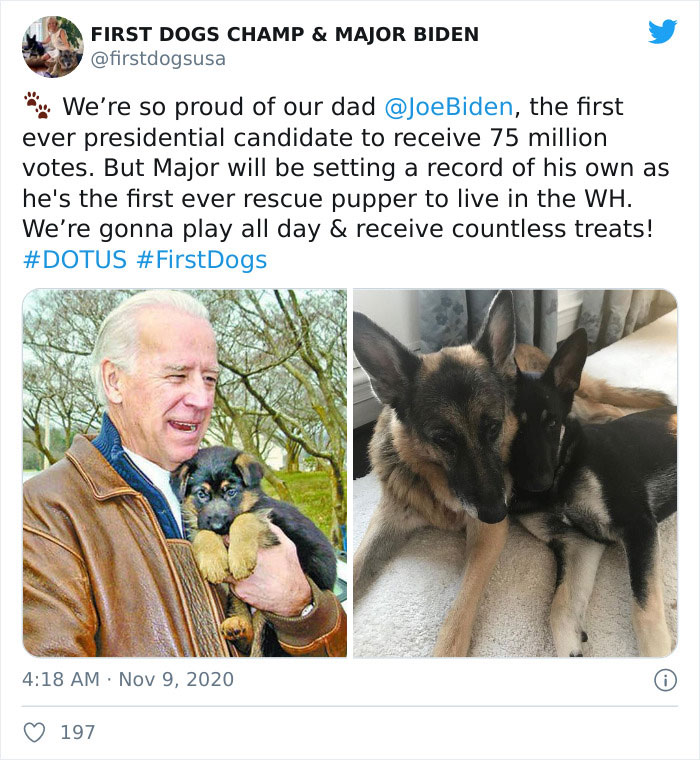 Joe Biden’s Dogs Have Twitter And Instagram Accounts And The Content Is Wholesome Joe Biden’s Dogs Have Twitter And Instagram Accounts And The Content Is Wholesome
