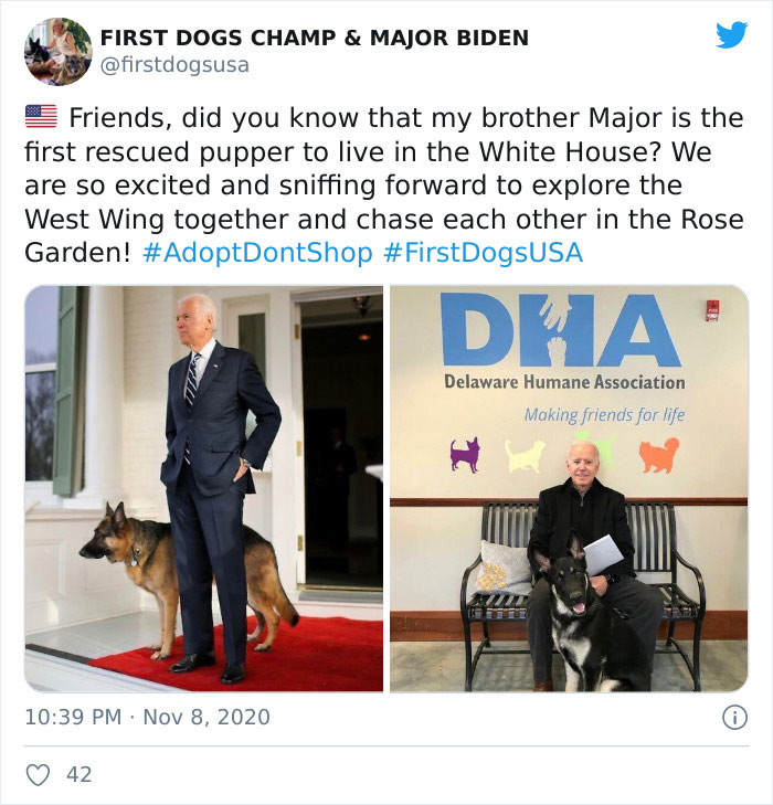 Joe Biden’s Dogs Have Twitter And Instagram Accounts And The Content Is Wholesome Joe Biden’s Dogs Have Twitter And Instagram Accounts And The Content Is Wholesome