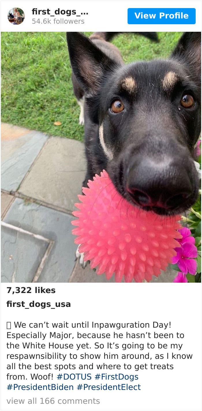 Joe Biden’s Dogs Have Twitter And Instagram Accounts And The Content Is Wholesome Joe Biden’s Dogs Have Twitter And Instagram Accounts And The Content Is Wholesome
