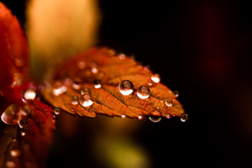 Katharine Vogel, USA