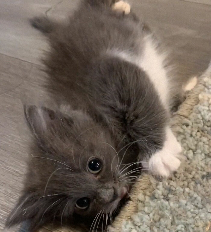 Kitten With Twisted Legs Wins People’s Hearts And Finds Her Forever Home