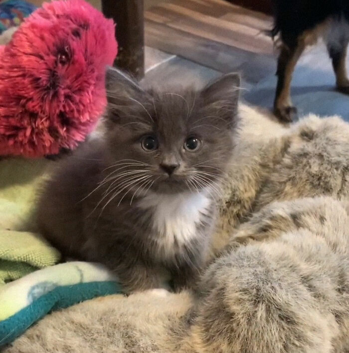 Kitten With Twisted Legs Wins People’s Hearts And Finds Her Forever Home