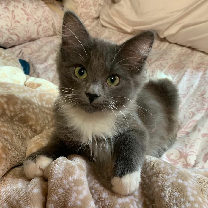 Kitten With Twisted Legs Wins People’s Hearts And Finds Her Forever Home