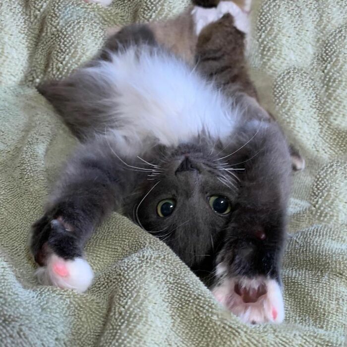 Kitten With Twisted Legs Wins People’s Hearts And Finds Her Forever Home