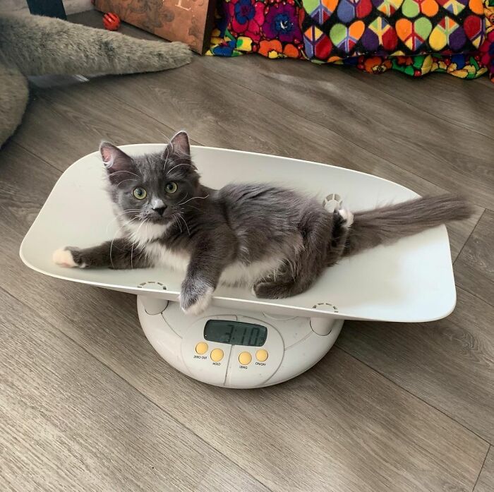 Kitten With Twisted Legs Wins People’s Hearts And Finds Her Forever Home