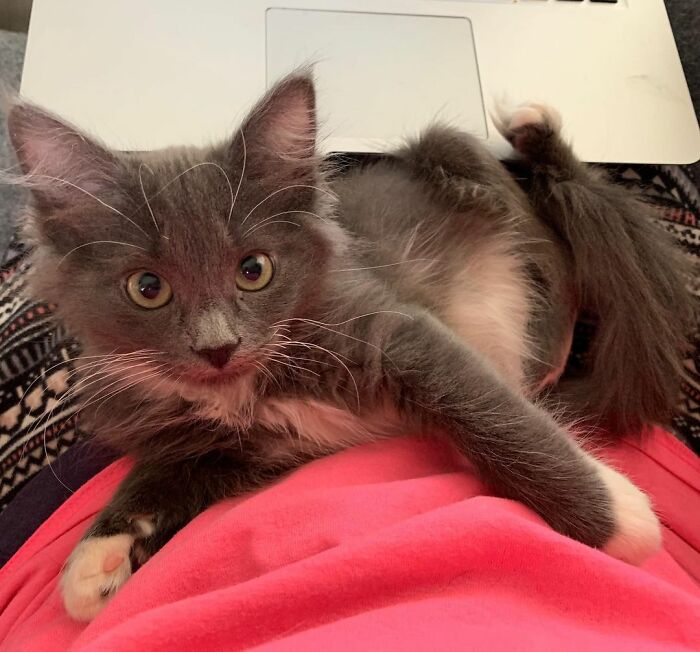 Kitten With Twisted Legs Wins People’s Hearts And Finds Her Forever Home