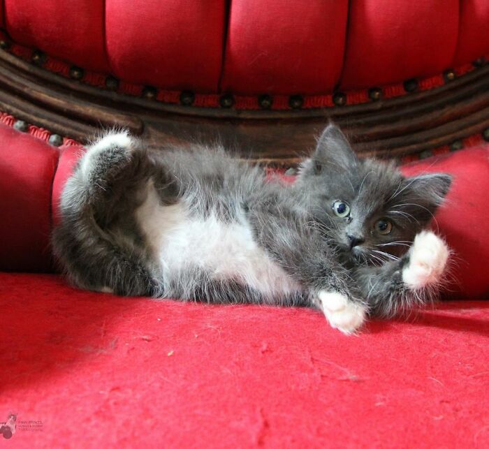 Kitten With Twisted Legs Wins People’s Hearts And Finds Her Forever Home