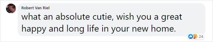 Kitten With Twisted Legs Wins People’s Hearts And Finds Her Forever Home