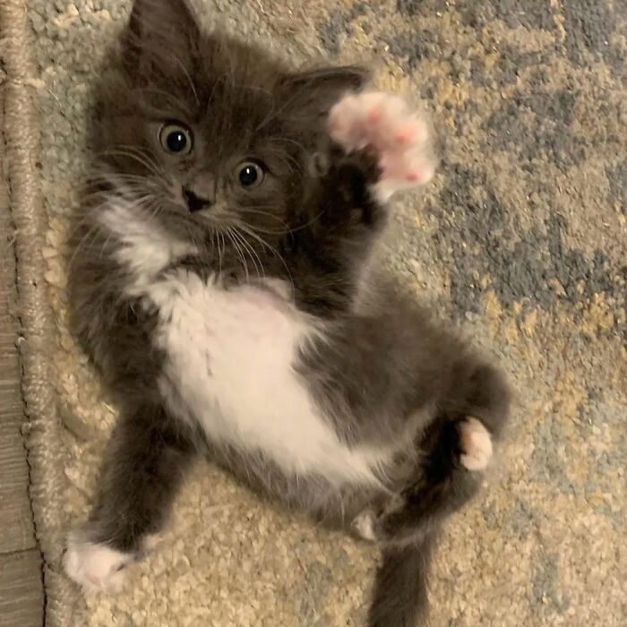 Kitten With Twisted Legs Wins People’s Hearts And Finds Her Forever Home