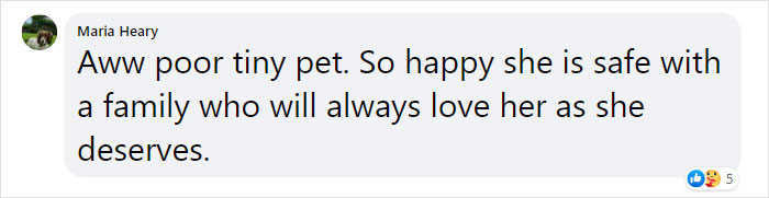 Kitten With Twisted Legs Wins People’s Hearts And Finds Her Forever Home