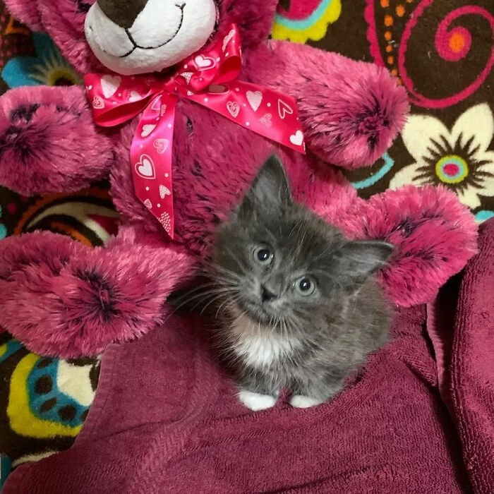 Kitten With Twisted Legs Wins People’s Hearts And Finds Her Forever Home Kitten With Twisted Legs Wins People’s Hearts And Finds Her Forever Home