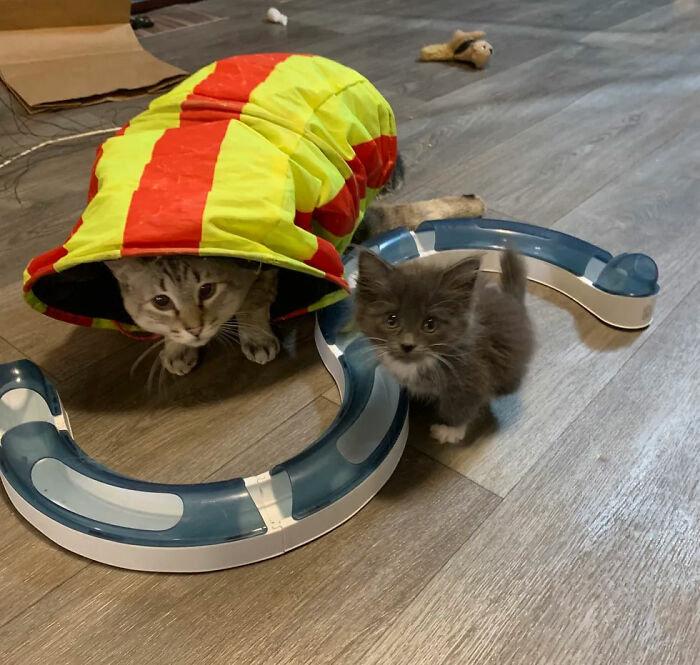 Kitten With Twisted Legs Wins People’s Hearts And Finds Her Forever Home