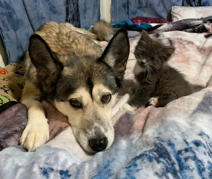 Kitten With Twisted Legs Wins People’s Hearts And Finds Her Forever Home