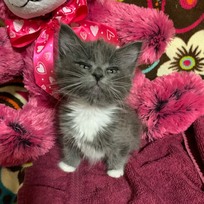 Kitten With Twisted Legs Wins People’s Hearts And Finds Her Forever Home Kitten With Twisted Legs Wins People’s Hearts And Finds Her Forever Home