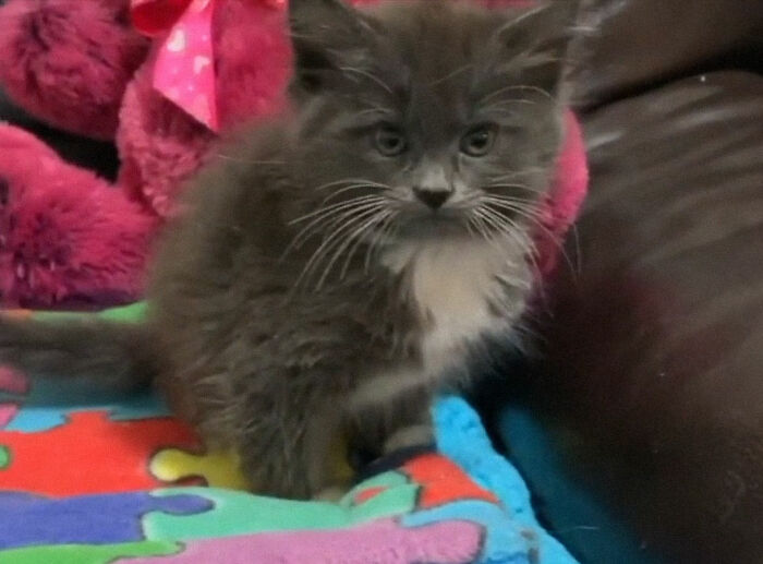 Kitten With Twisted Legs Wins People’s Hearts And Finds Her Forever Home