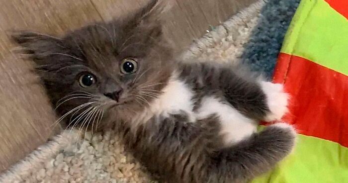 Kitten With Twisted Legs Wins People’s Hearts And Finds Her Forever HomeKitten With Twisted Legs Wins People’s Hearts And Finds Her Forever Home