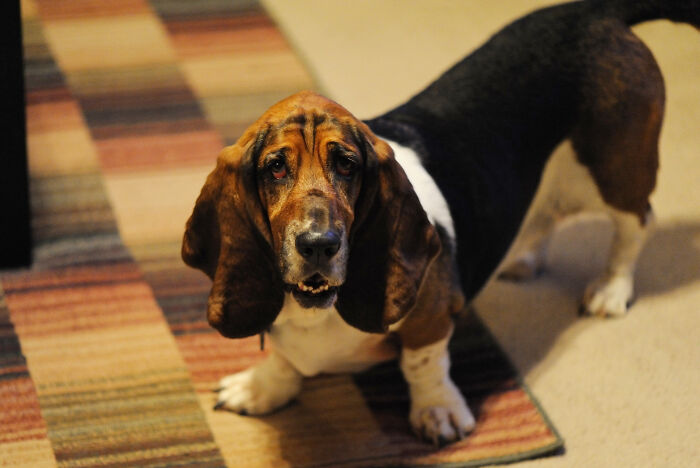 For Months, This Woman Mistakenly Kept Leaving Her Dog At This Office Thinking It's A Dog Daycare For Months, This Woman Mistakenly Kept Leaving Her Dog At This Office Thinking It's A Dog Daycare