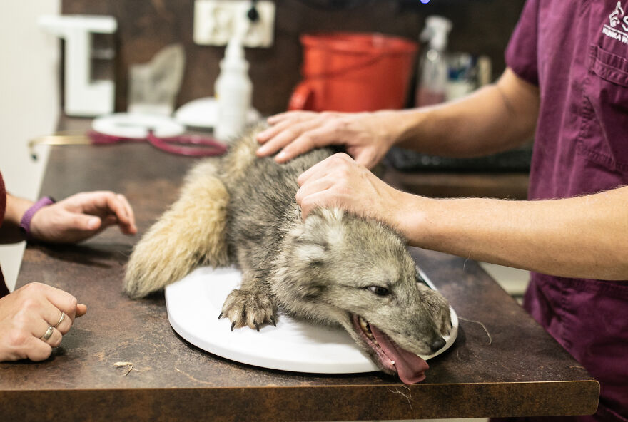These Starving Animals Were Left To Die On A Fur Farm, Thankfully These Rescuers Saved Them These Starving Animals Were Left To Die On A Fur Farm, Thankfully These Rescuers Saved Them