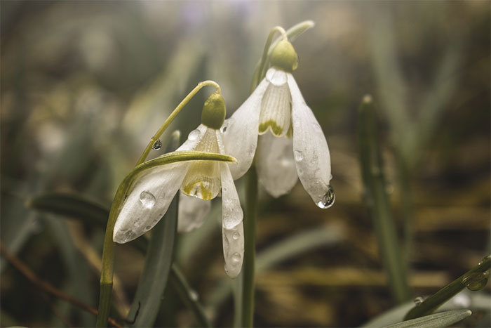 I Captured These 34 Macro Photos Of Flora And Fauna
