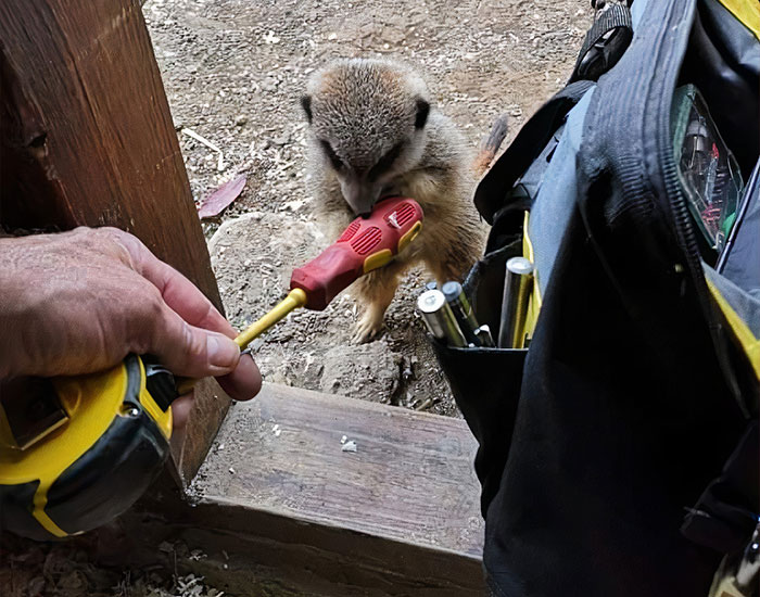 This Dad’s An Electrician In A Zoo And Here’s How He Spent His Morning With A Bunch Of Meerkats