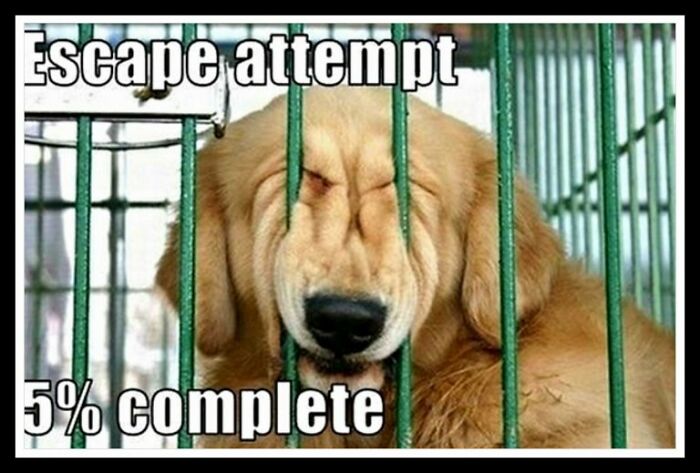 Golden retriever dog stuck between cage bars attempting to escape in funny dog memes collection.