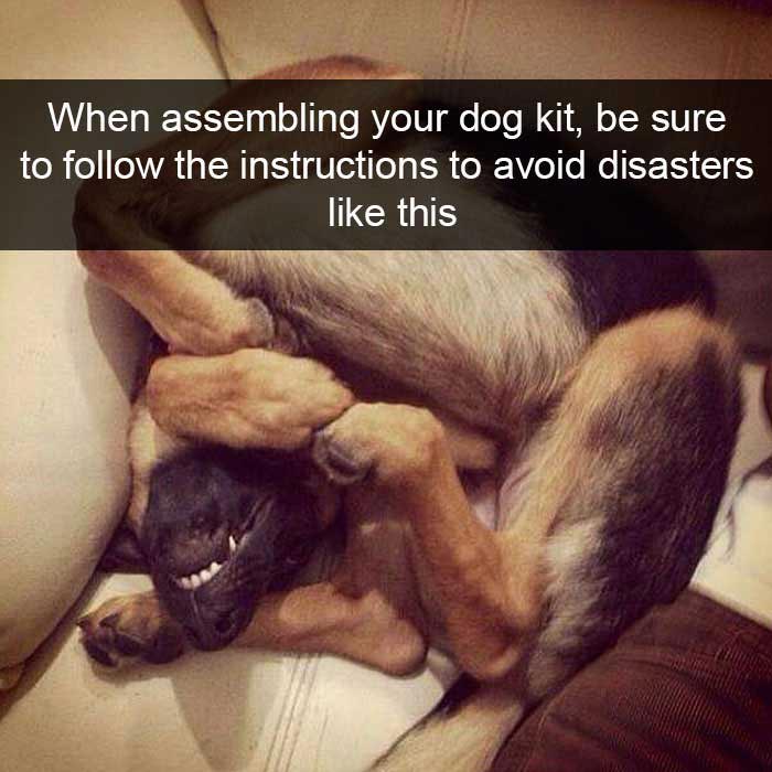 Funny dog meme with a dog tangled playfully on a couch, showing its teeth humorously.