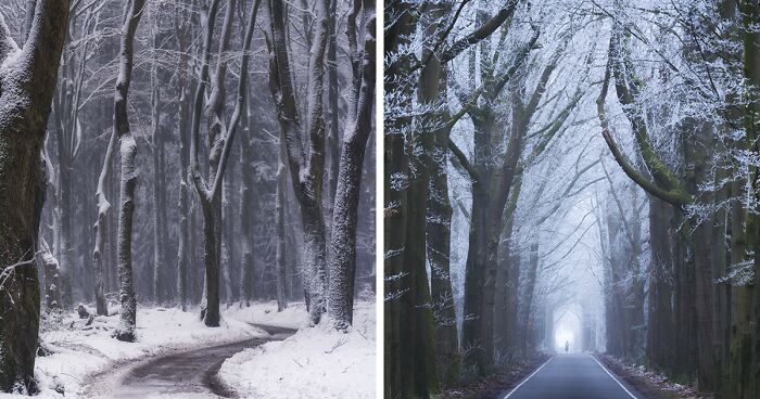 I Photographed Foggy Forest Roads And Paths In The Netherlands During Each Season (30 Pics)
