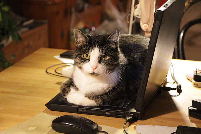 New Law Would Give People Rights To Own Pets In Rented Accommodation, But Landlords Aren't Too Happy About It