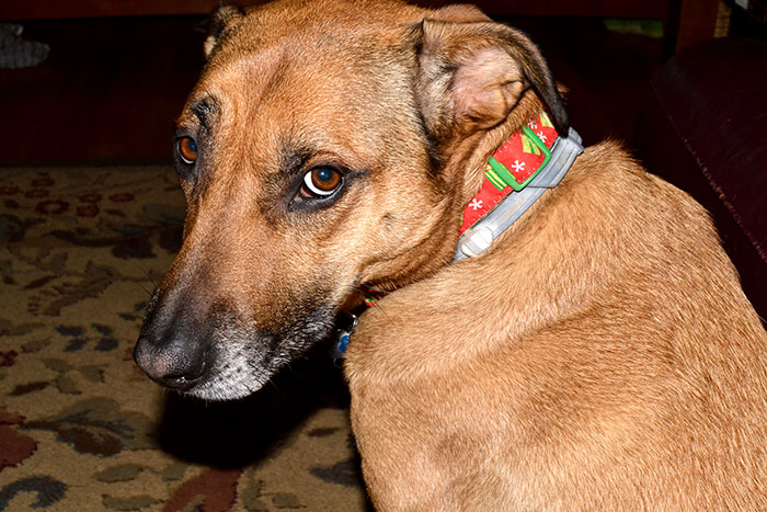 New Law Would Give People Rights To Own Pets In Rented Accommodation, But Landlords Aren't Too Happy About It