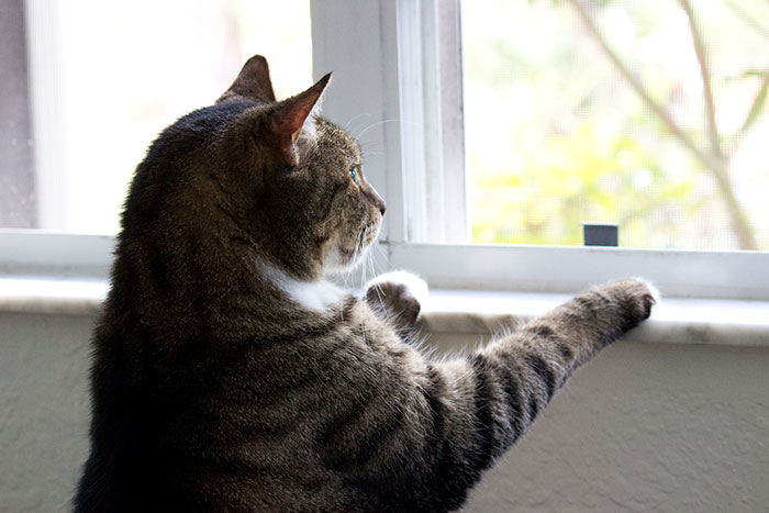 New Law Would Give People Rights To Own Pets In Rented Accommodation, But Landlords Aren't Too Happy About It