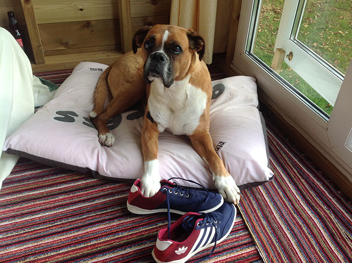 New Law Would Give People Rights To Own Pets In Rented Accommodation, But Landlords Aren't Too Happy About It