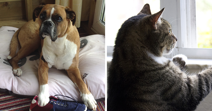 New Law Would Give People Rights To Own Pets In Rented Accommodation, But Landlords Aren’t Too Happy About It