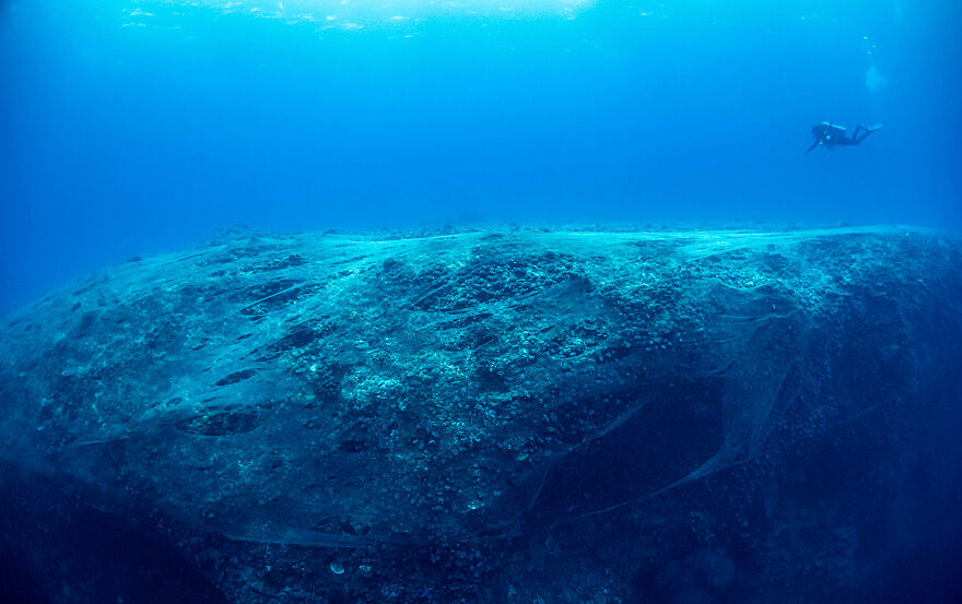 Nominee: Conservation Photographer Of The Year