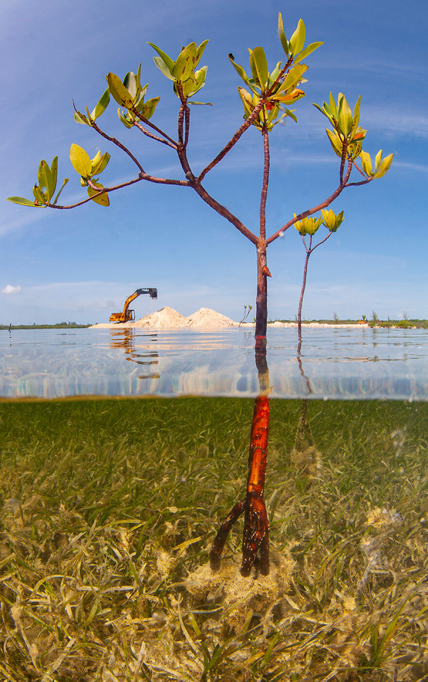 Nominee: Conservation Photographer Of The Year