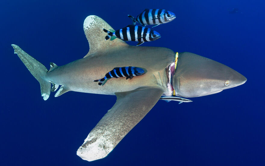 Nominee: Conservation Photographer Of The Year