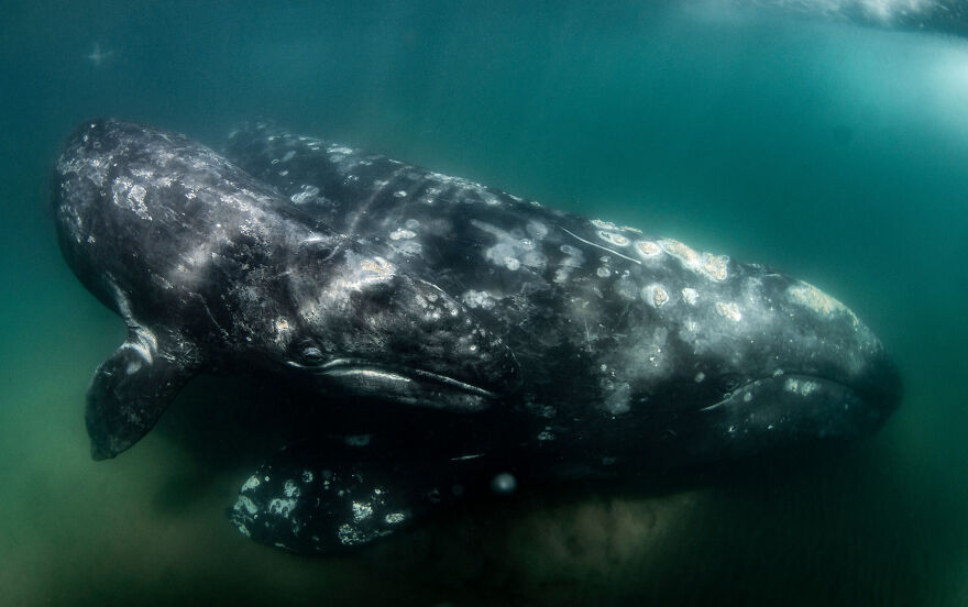 Nominee: Community Choice Award