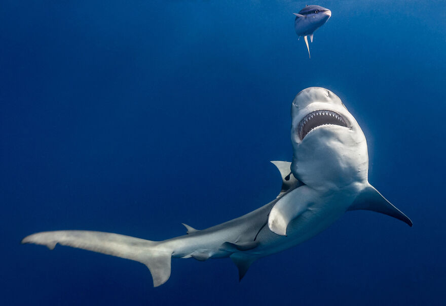 Nominee: Community Choice Award