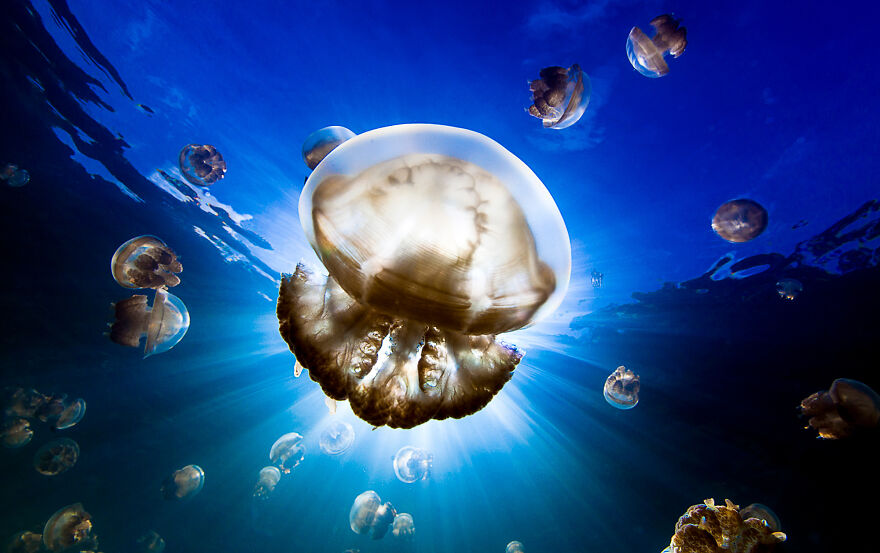 Nominee: Collective Portfolio Award