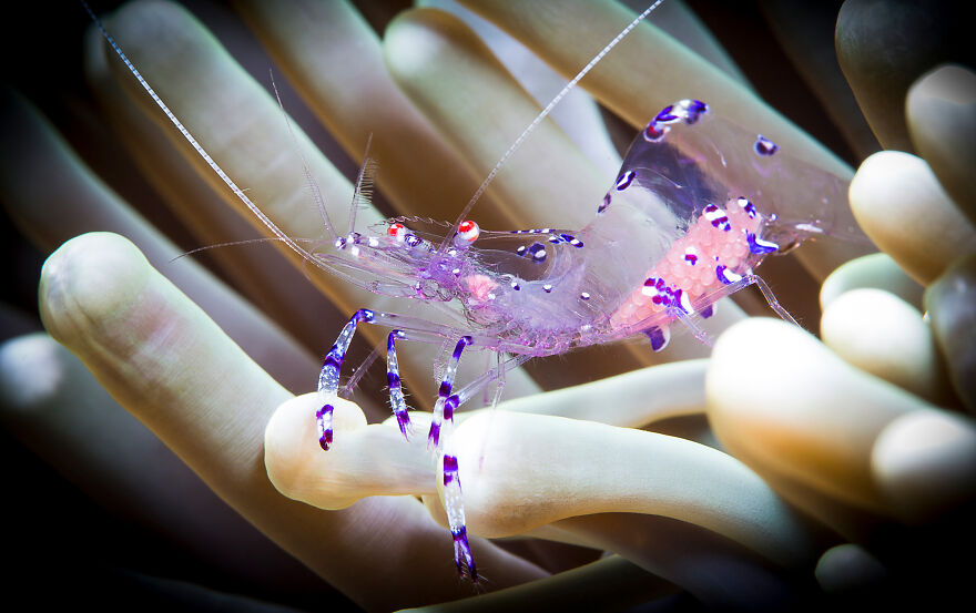 Nominee: Collective Portfolio Award